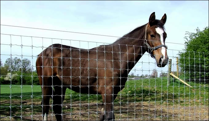 Fixed Knot Horse Fence Mesh