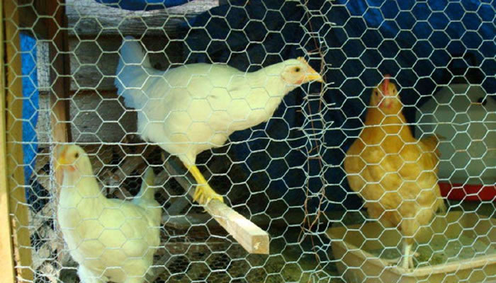 Chicken Fencing 1 inch galvanized mesh, poultry net